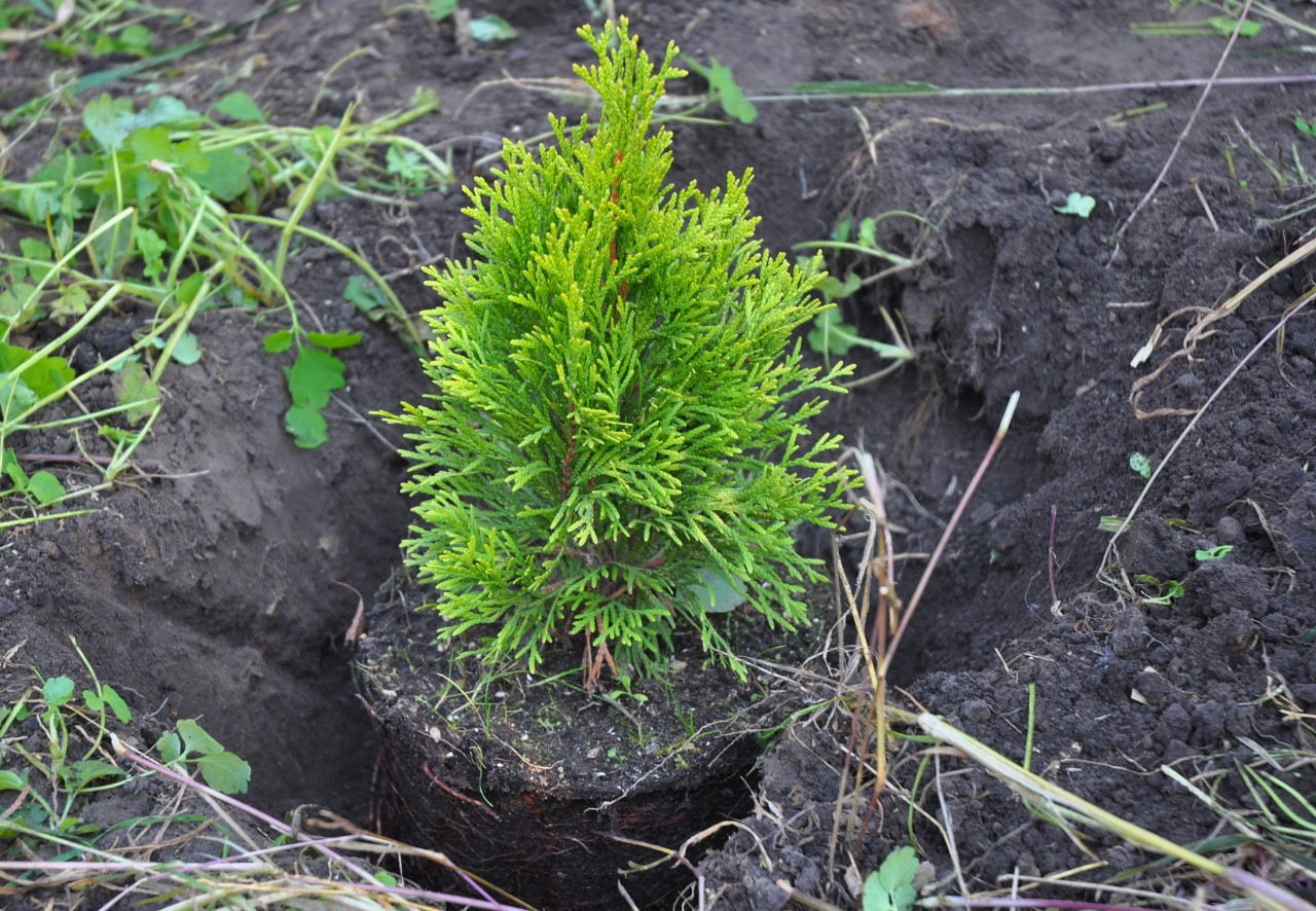 Replantar uma sebe pequena para preencher as falhas