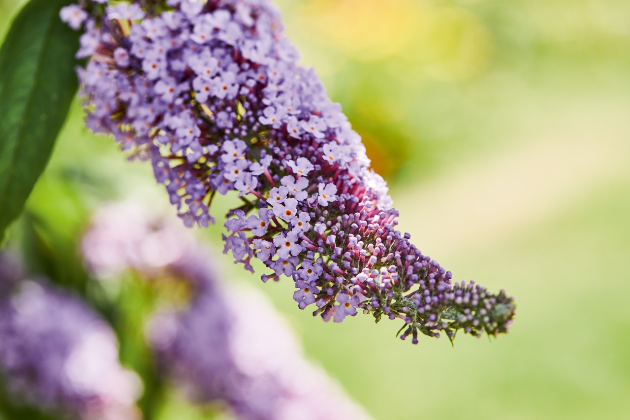Imagem ampliada de lilases violeta-claros exemplificando sebes amigas das abelhas