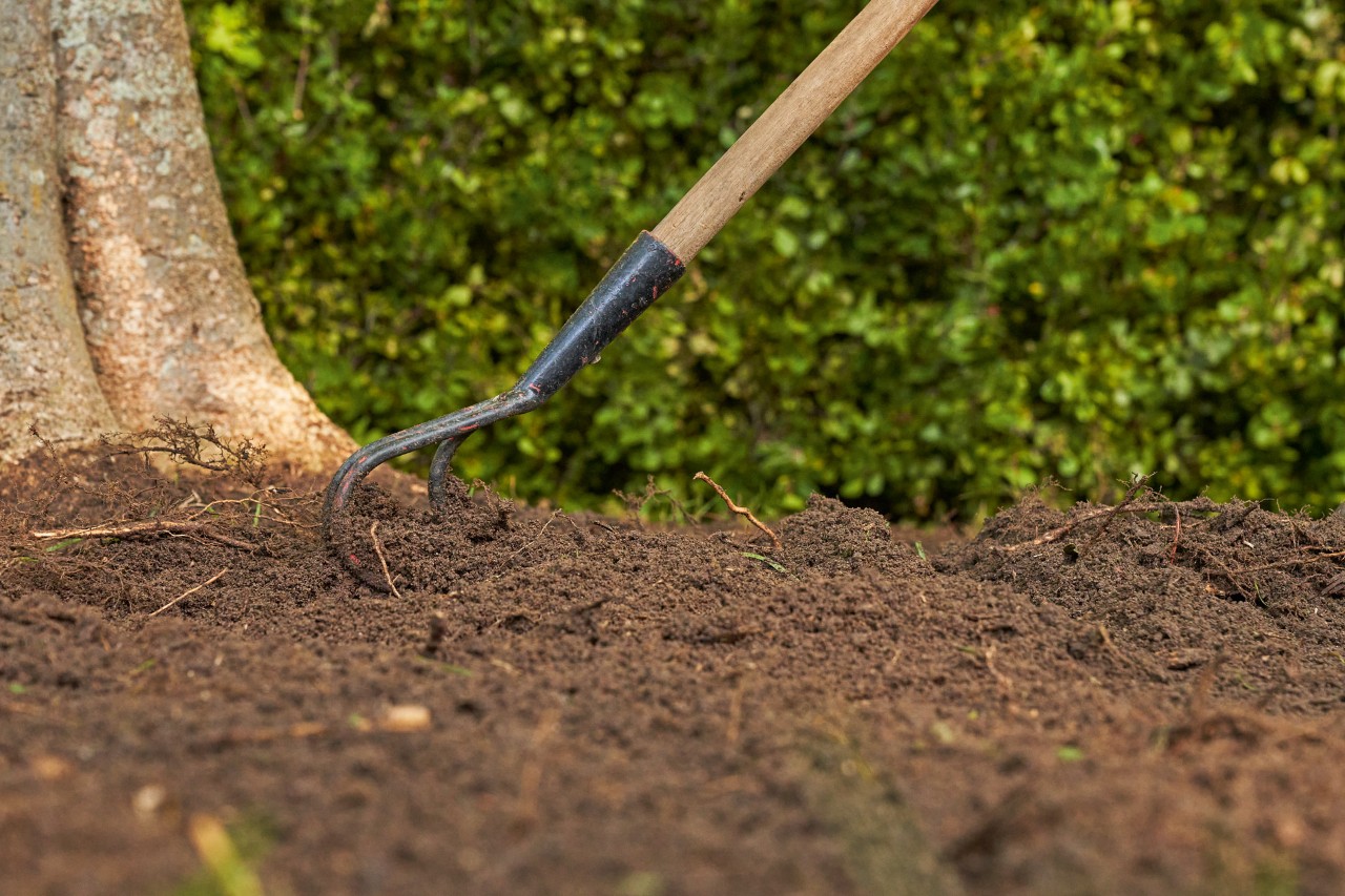 A terra por baixo de uma árvore é trabalhada com um cultivador manual