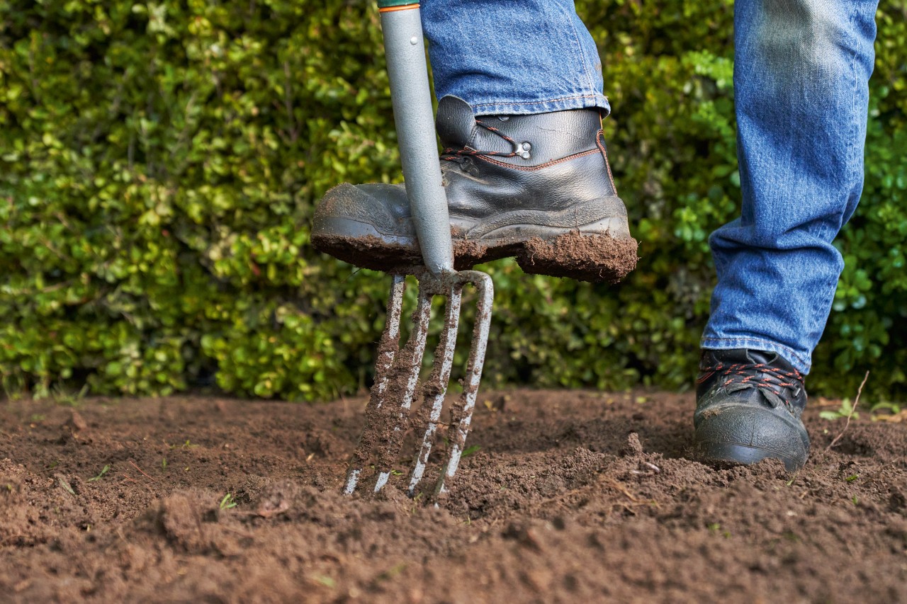 Uma pessoa a usar uma forquilha para soltar o solo e o preparar para o plantio da cobertura vegetal