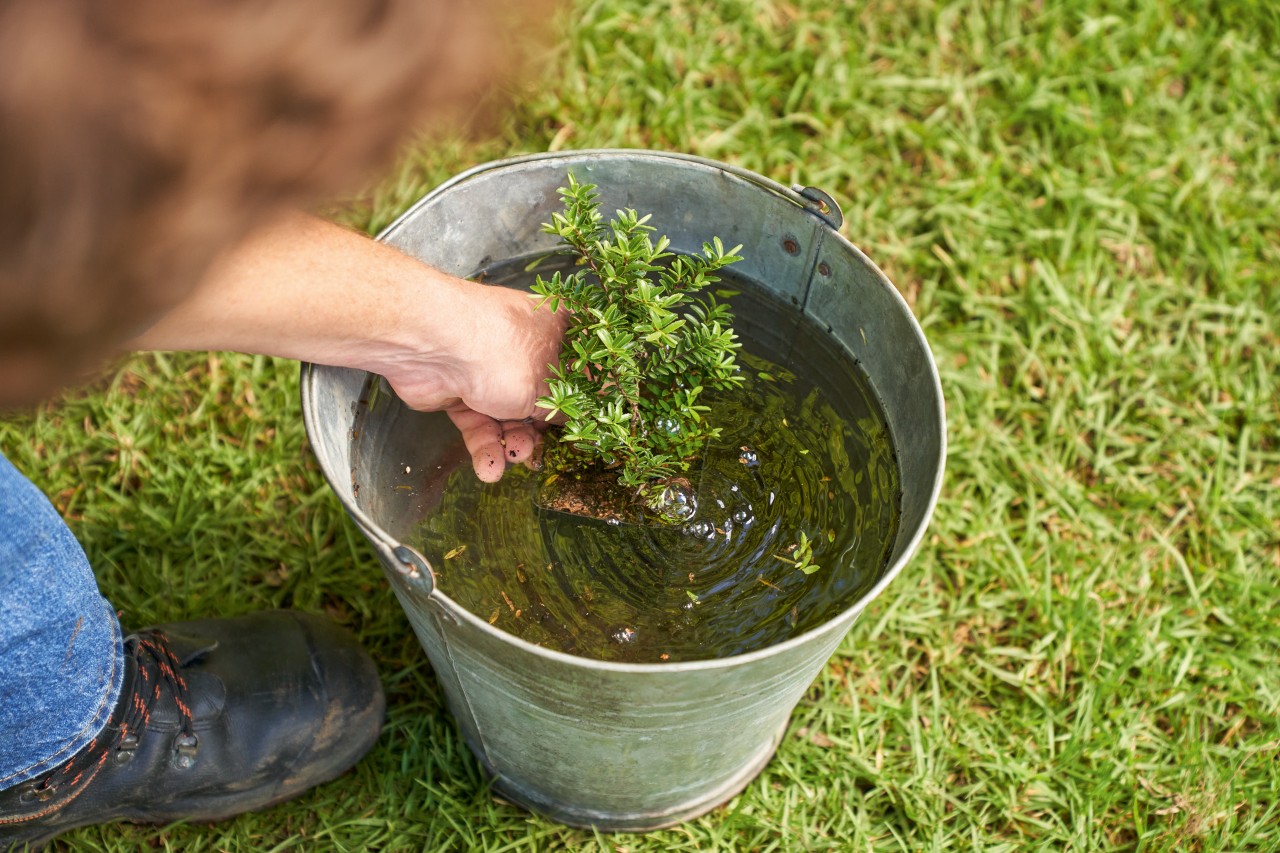 Uma pessoa a colocar as plântulas do coberto vegetal num balde de metal com água