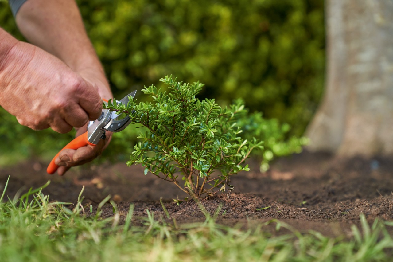 Uma pessoa a podar a cobertura vegetal lenhosa com uma tesoura de poda STIHL