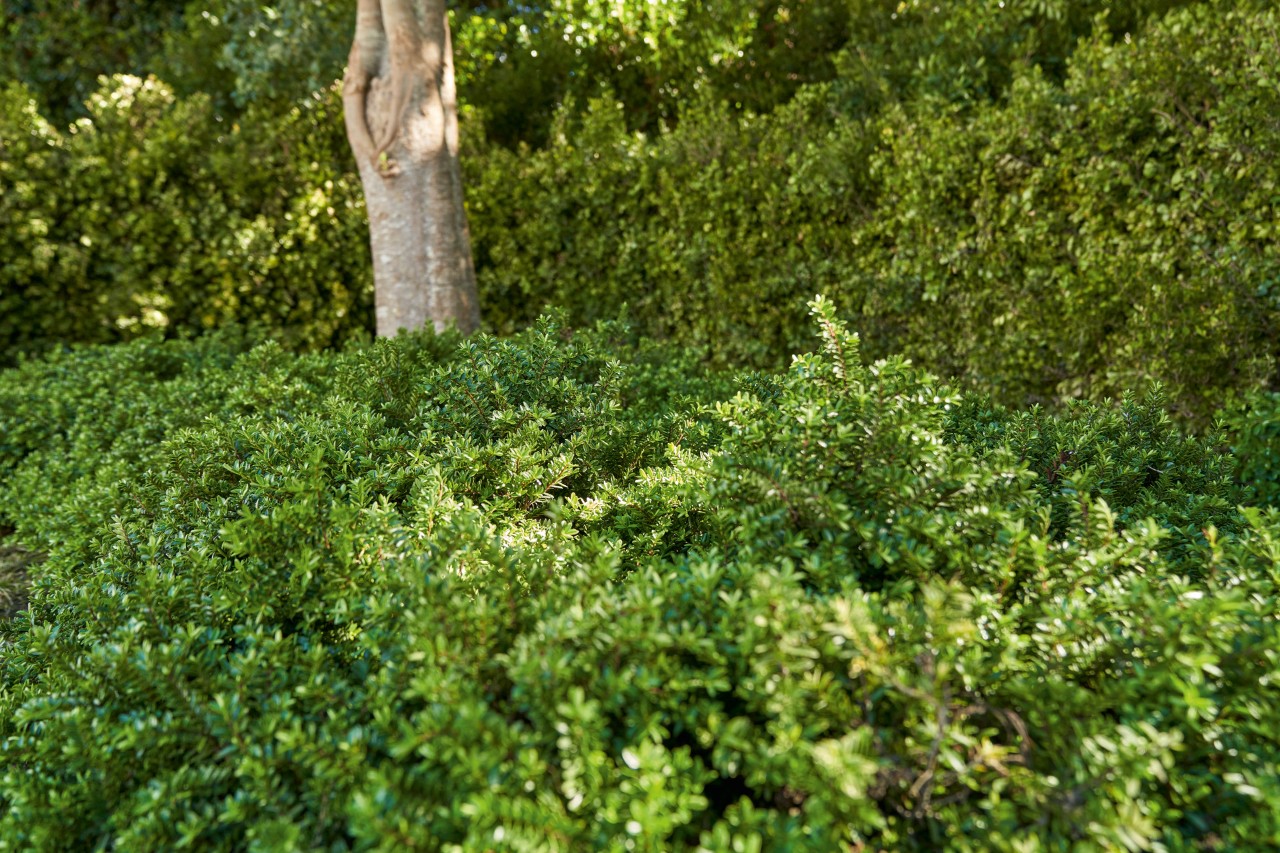 Imagem ampliada de uma cobertura vegetal verde por baixo de uma árvore
