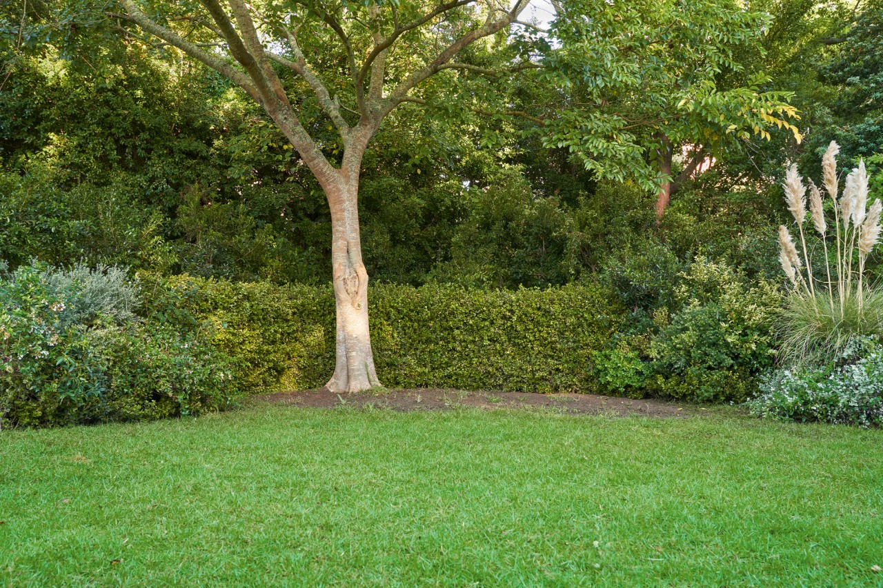 Terra descoberta sem cobertura vegetal por baixo de uma árvore, com relvado verde à frente, com sebe em segundo plano