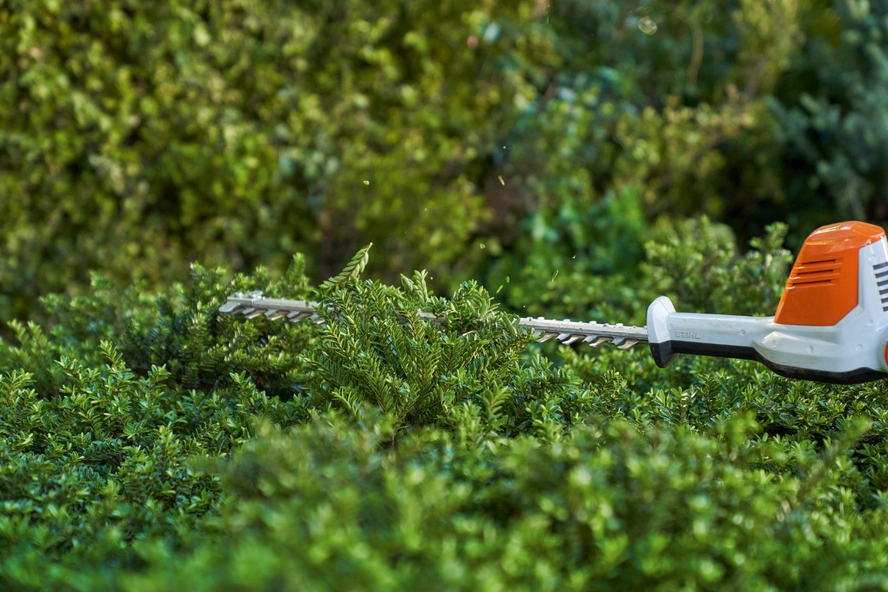 Imagem ampliada a mostrar o corte de um coberto vegetal com uma podadora de sebes a bateria STIHL HLA 56