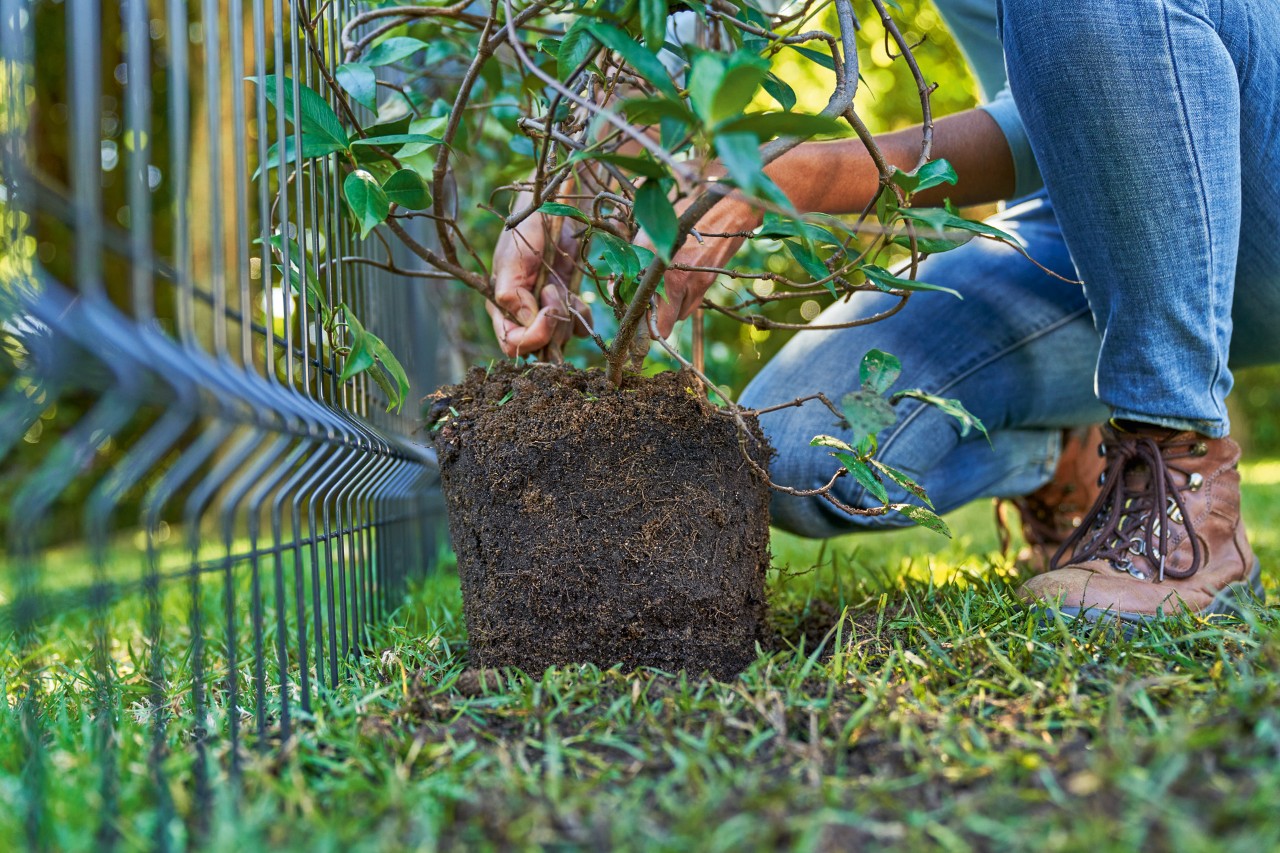 Imagem ampliada da forma como uma mulher planta uma trepadeira para cobrir uma vedação de barreira visual