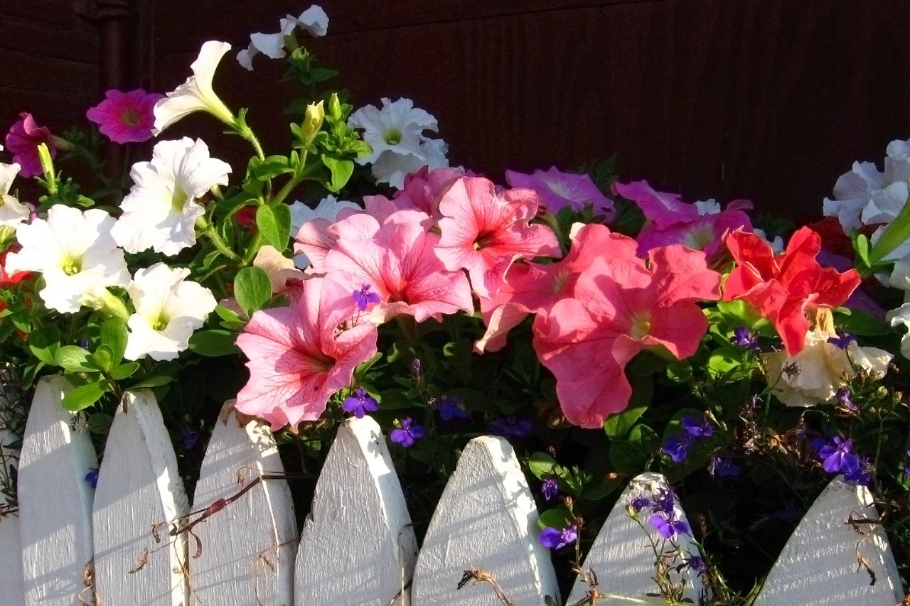 Floreiras com flores de verão coloridas numa vedação