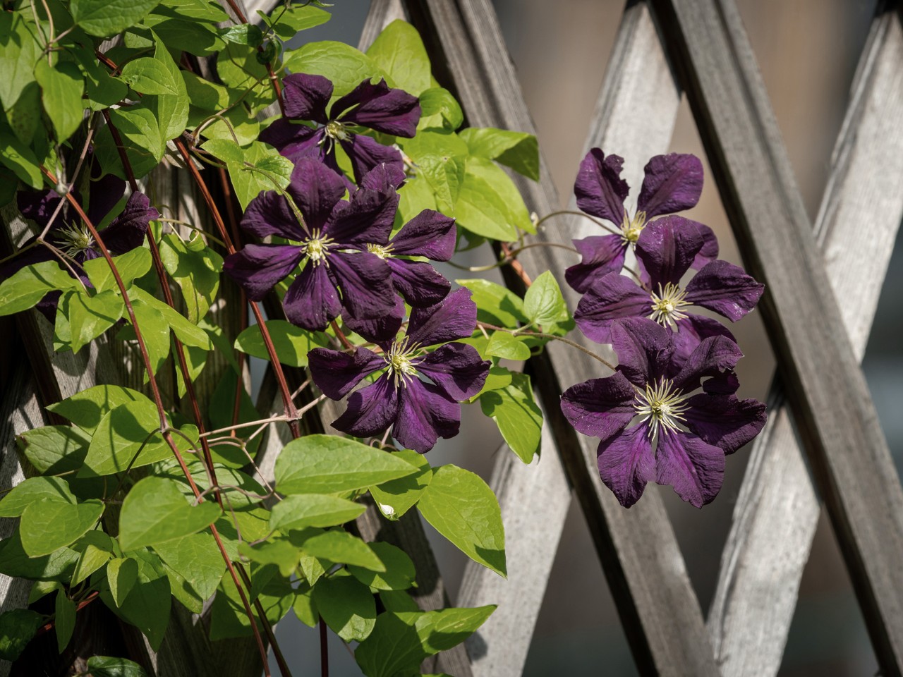 Clematis em flor numa treliça