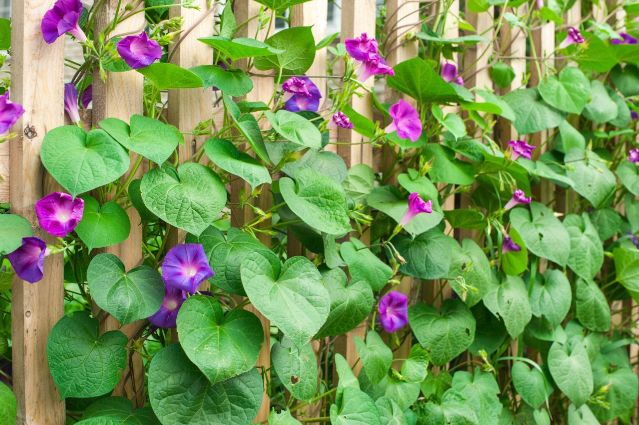 Vedação de barreira visual de madeira com ipomoea em flor
