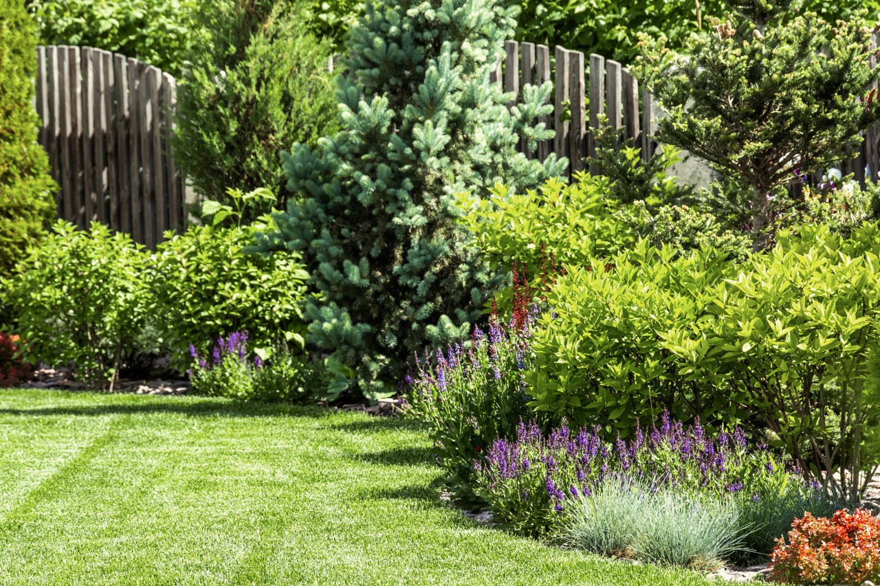 Jardins pequenos com áreas relvadas à frente e, atrás, plantas como lavanda, arbustos e uma vedação de madeira alta.