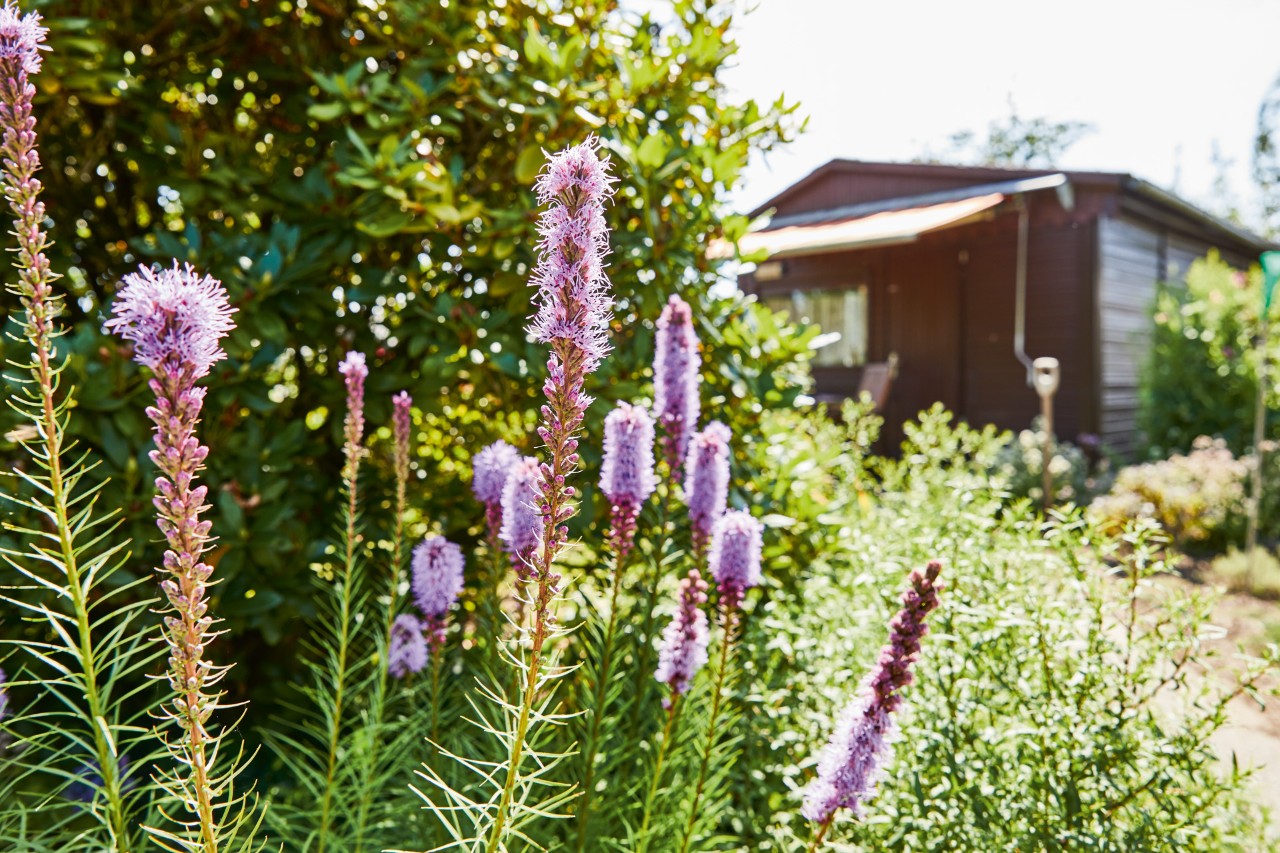 Flores perenes lilás num jardim, ao fundo uma cabana de verão com toldo