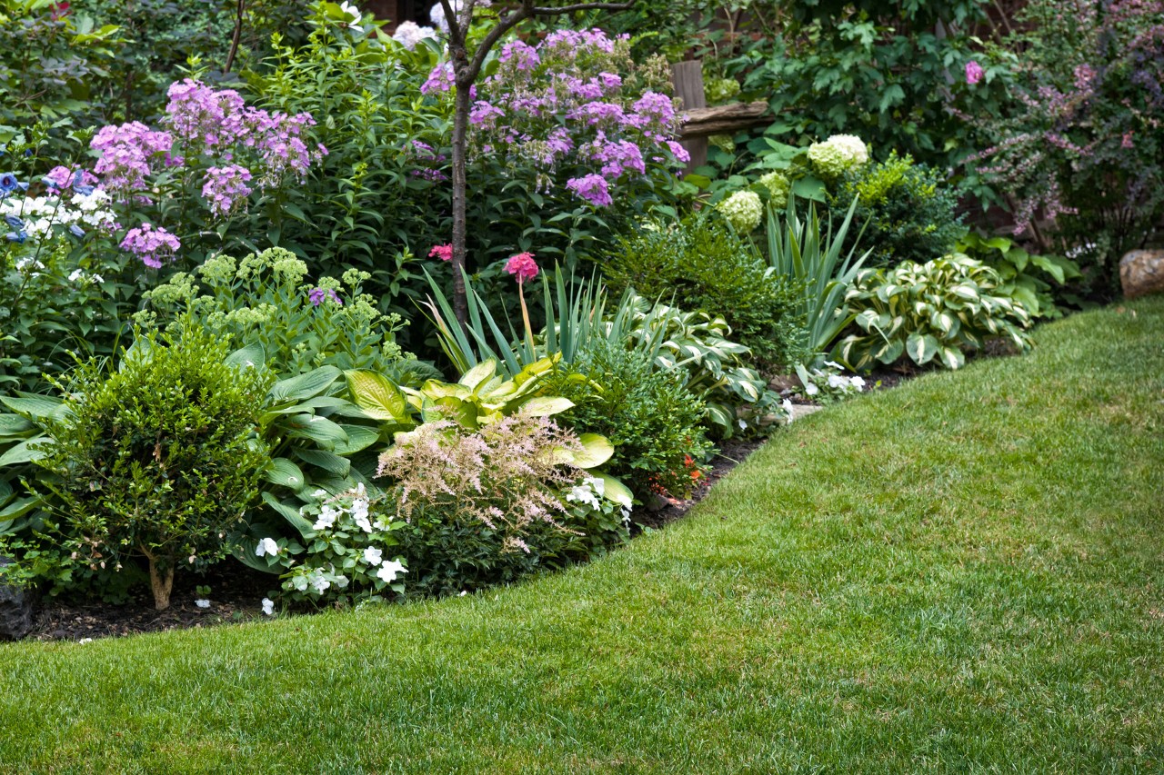 Num jardim pequeno, área relvada curva e acidentada à frente a delimitar um canteiro de plantas com arbustos e flores.