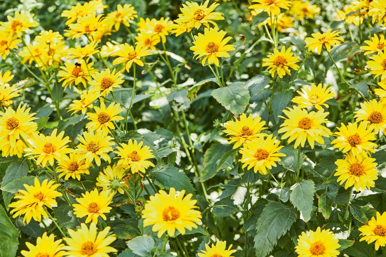 Imagem ampliada: Girassol perene com floração amarelo-clara