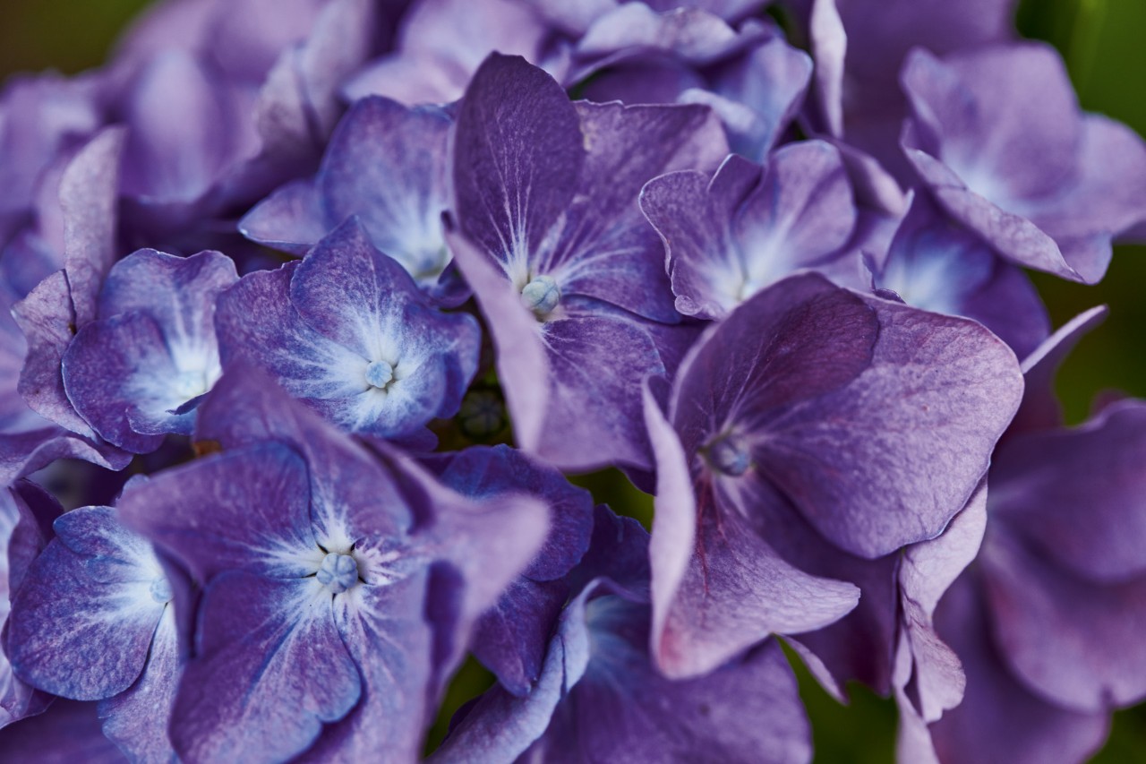 Imagem ampliada: hortênsia azul-lilás