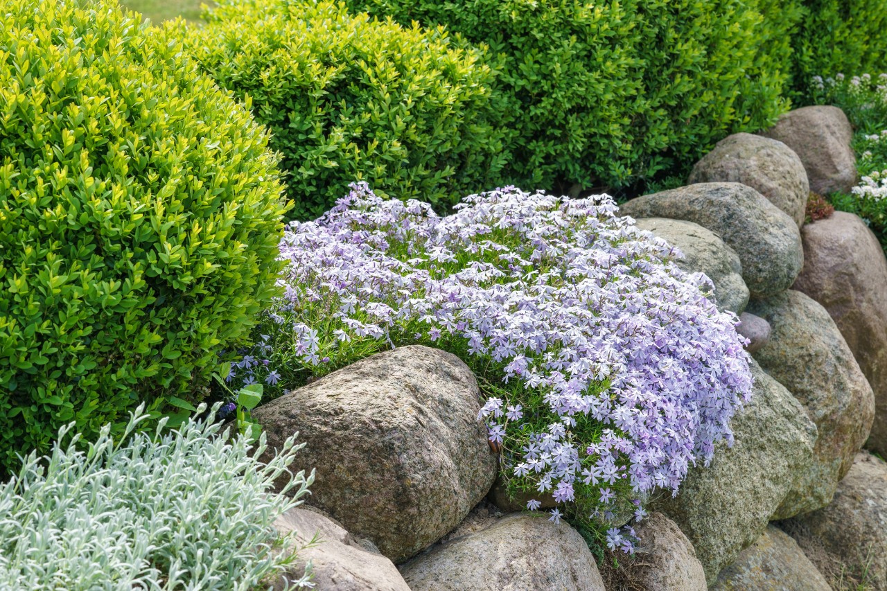 Jardim da frente fácil de cuidar com pedras e plantas atapetantes