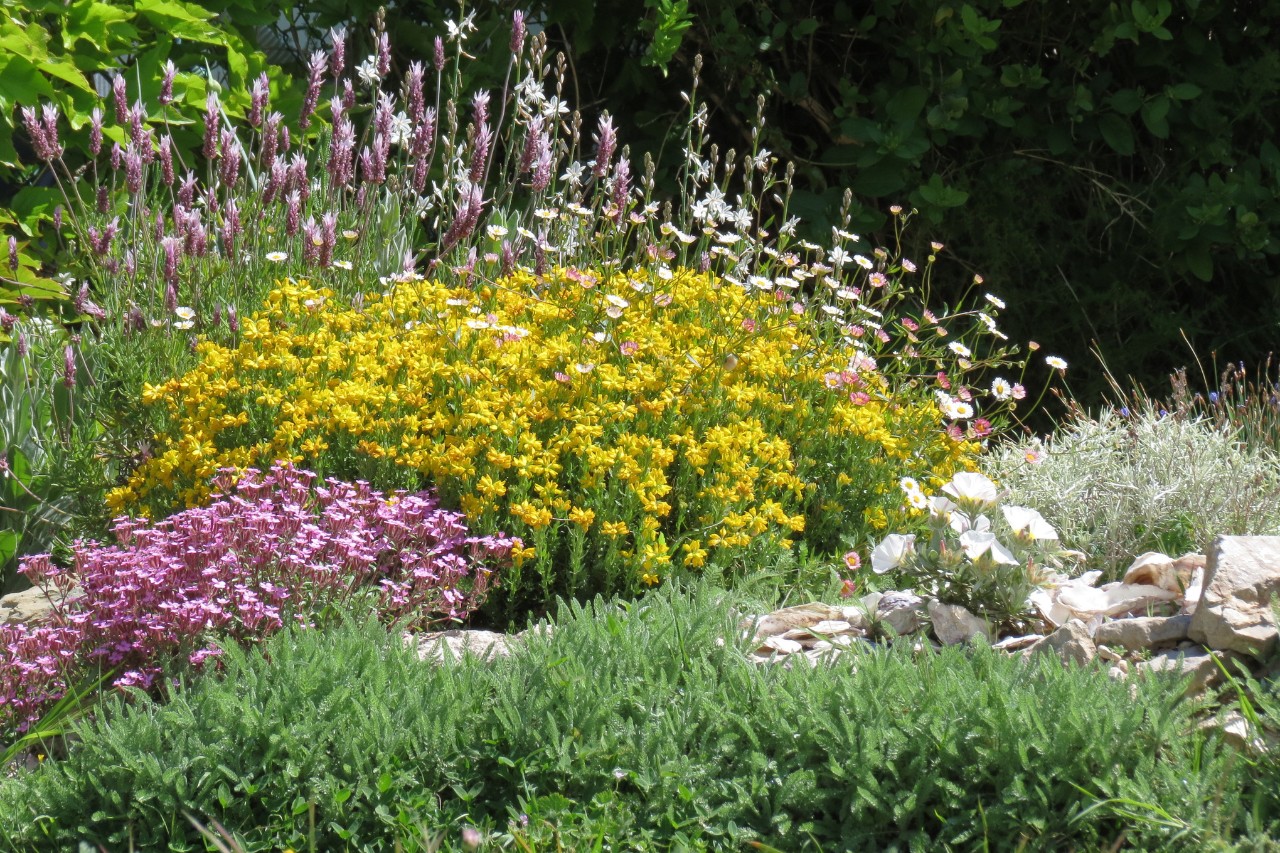 Jardim da frente mediterrânico com flores e ervas aromáticas