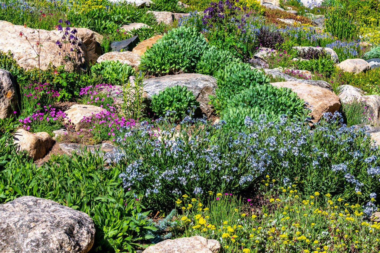 Jardim de pedra irregular com flores silvestres e plantas no quintal da frente
