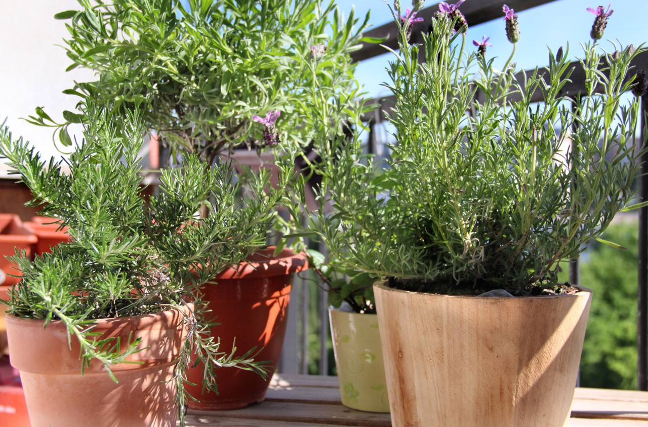 Plantas para terraços: vasos de alecrim, tomilho e outras ervas num terraço