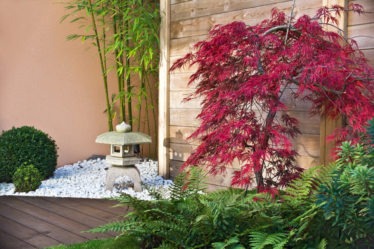 Design de terraços: pteridófitas e ácer japonês vermelho em frente a uma divisória de madeira num terraço