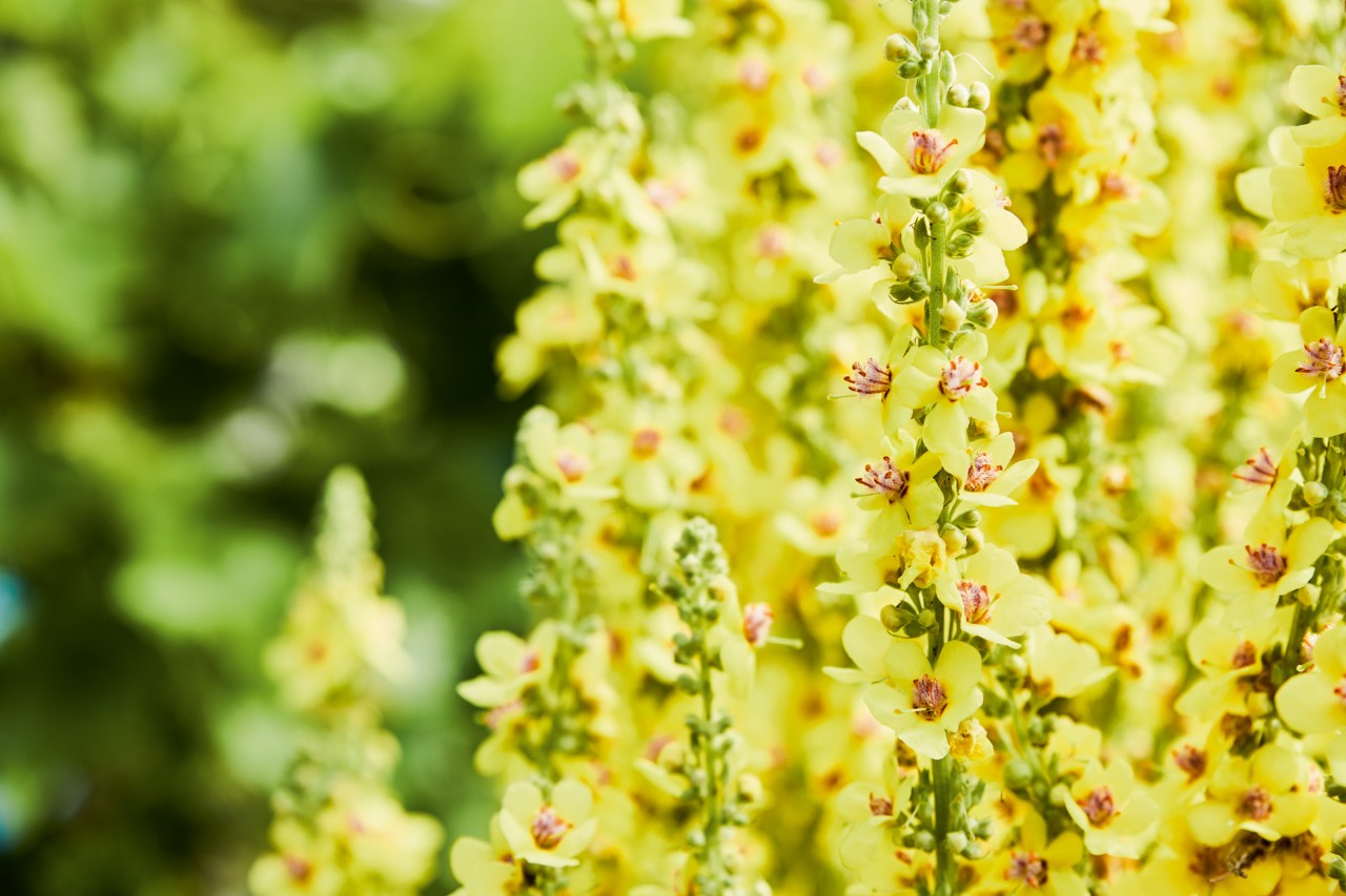 Imagem ampliada de perenes de floração amarela