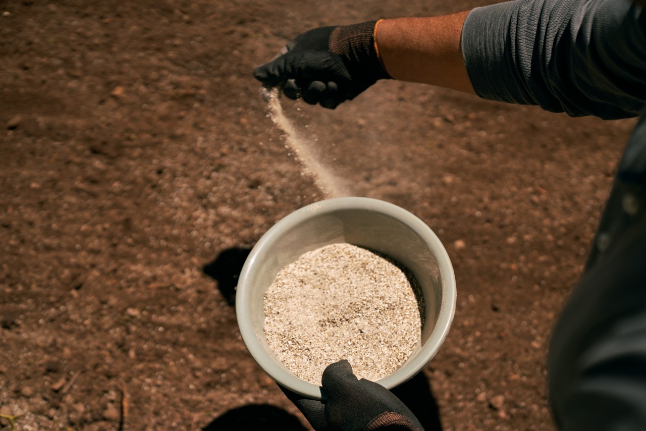 Fertilização do jardim através de grânulos de fertilizante orgânico dispersos a partir de uma taça por alguém de luvas