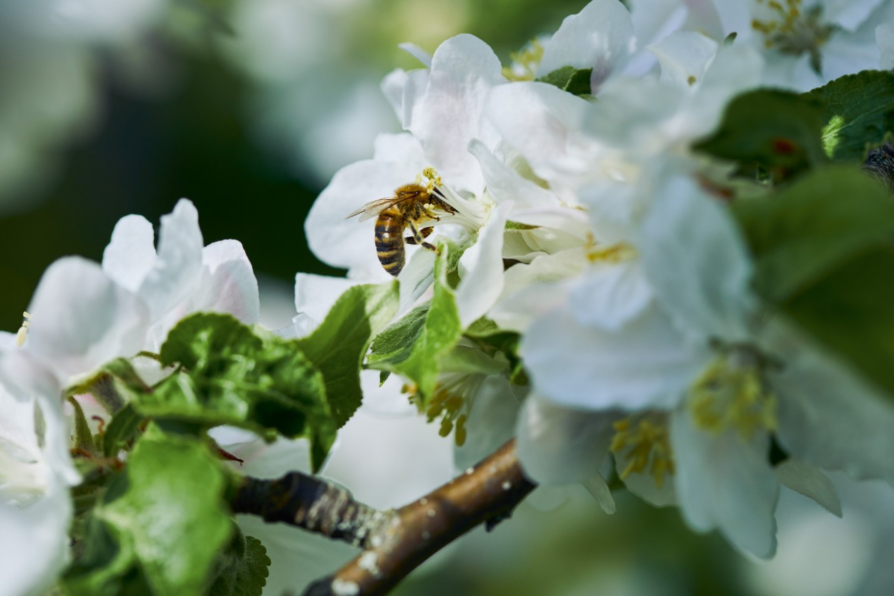 Identificação de ervas daninhas: imagem ampliada de uma abelha numa flor branca