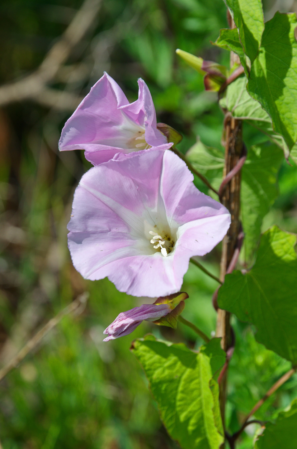 Identificação de ervas daninhas: imagem ampliada de verdeselha com flores rosa