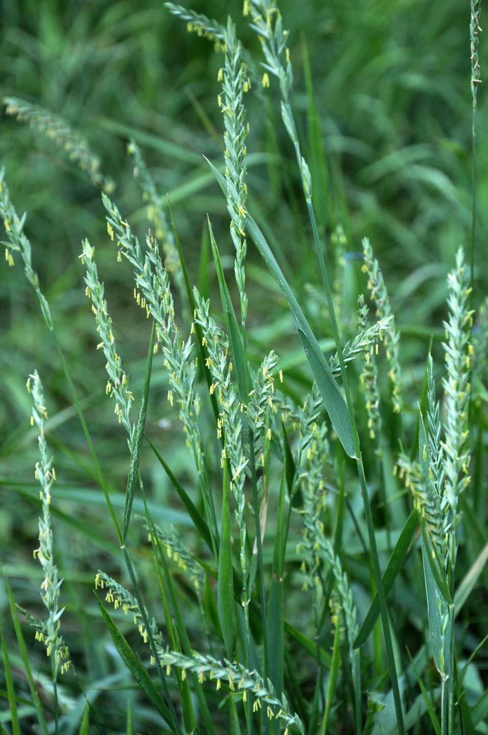 Identificação de ervas daninhas: imagem ampliada da grama-das-farmácias