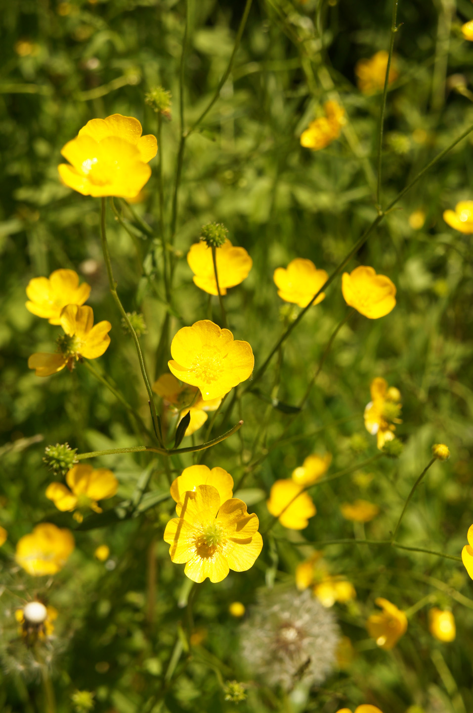 Identificação de ervas daninhas: imagem ampliada de flores de botão-de-ouro