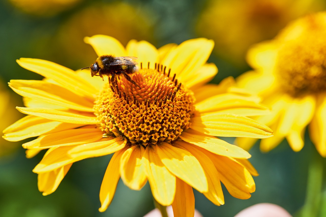 Imagem ampliada de um abelhão numa flor amarela