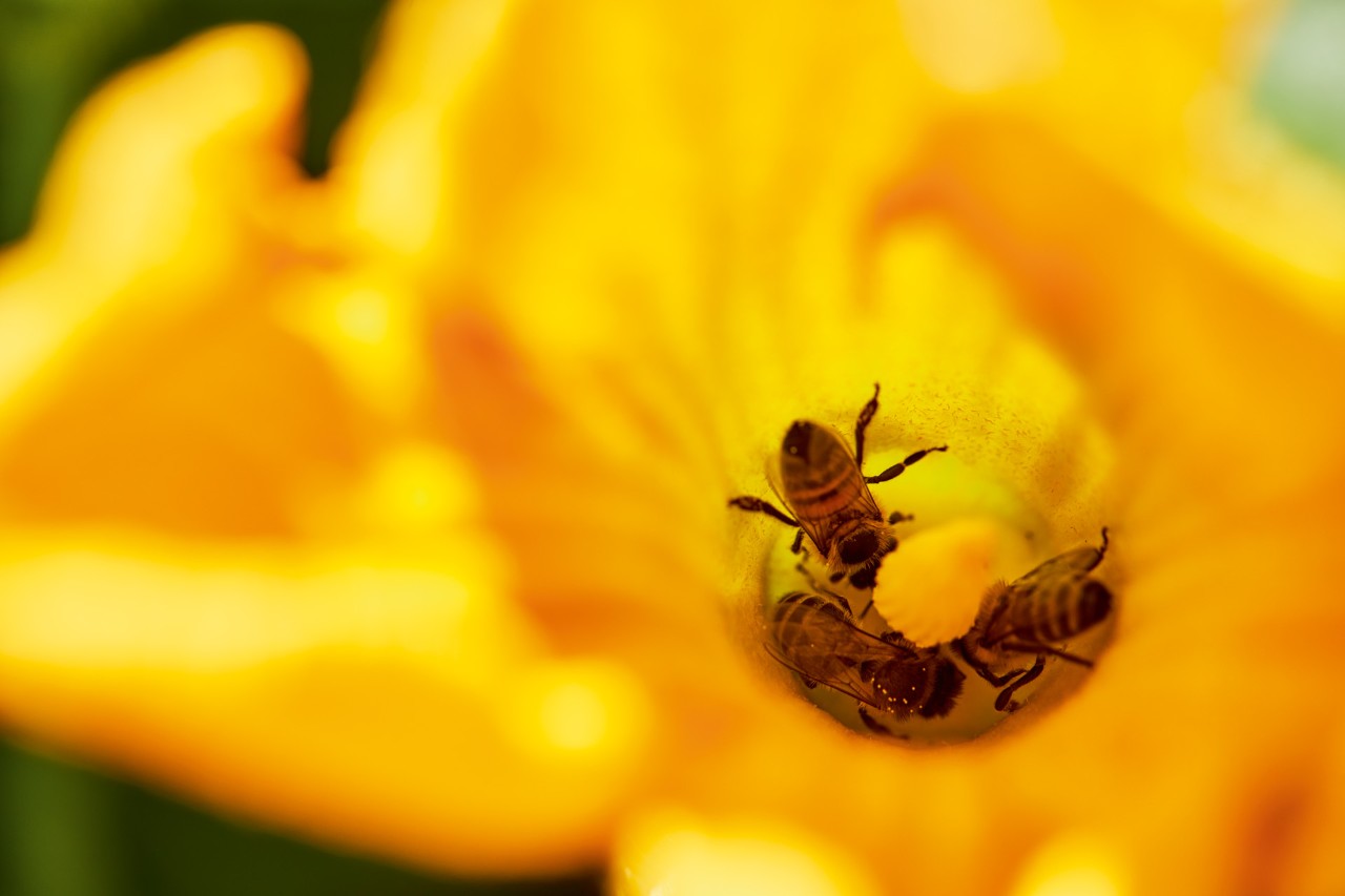 Três abelhas dentro de uma flor amarela
