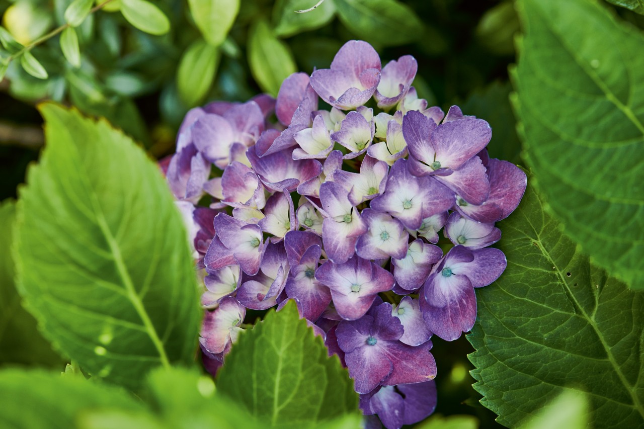 Imagem ampliada de uma hortênsia de floração roxa