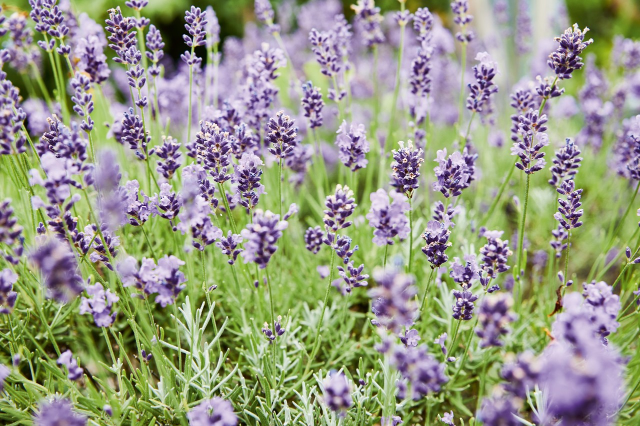 Imagem ampliada de um campo de lavanda - Rosmaninho