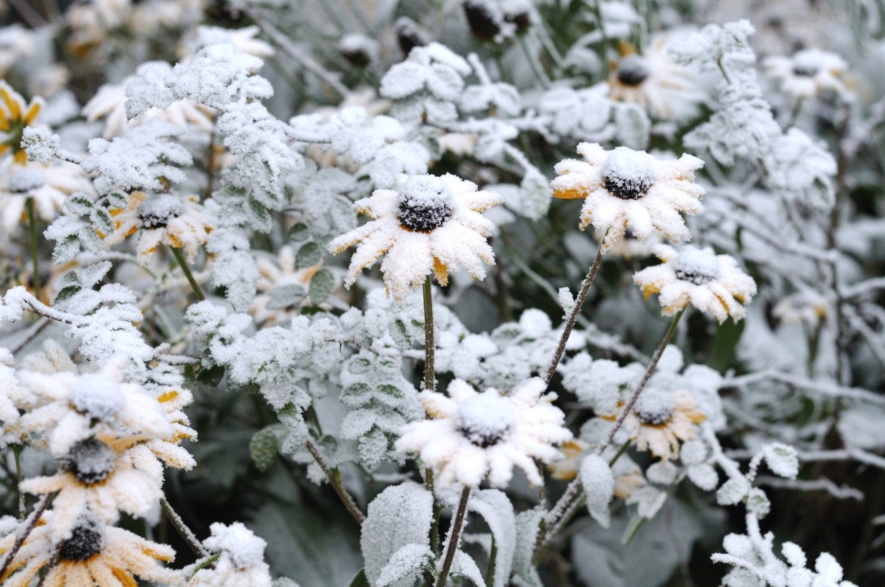 Flores amarelas cobertas de neve