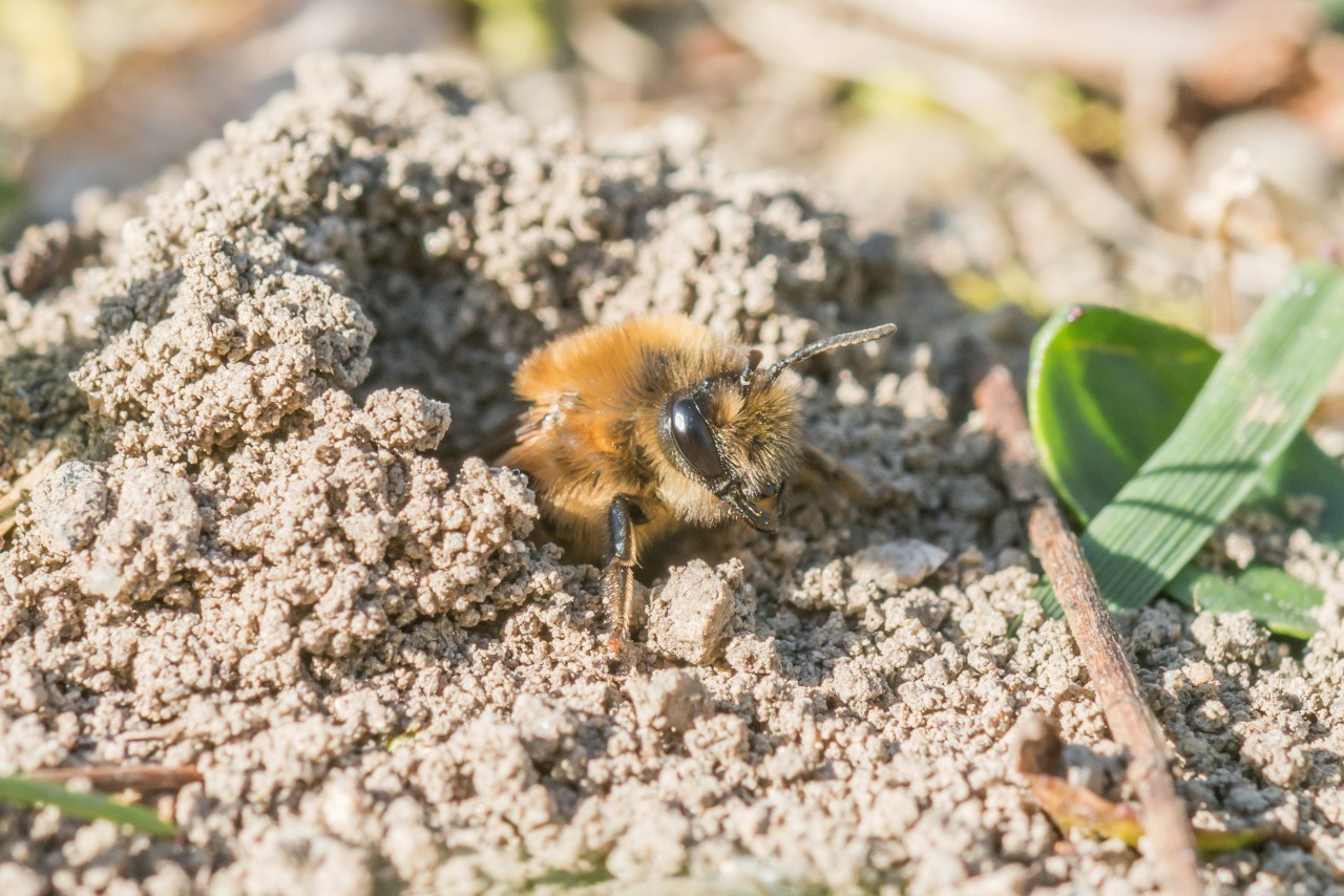 Detalhe de uma andrena vaga na areia