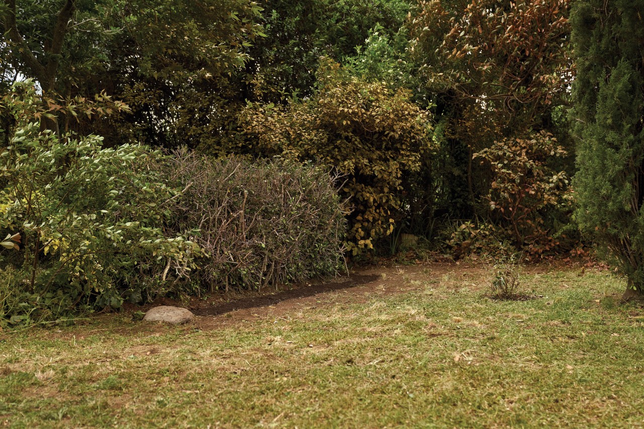 Um jardim ordenado com um relvado, arbustos e árvores aparados