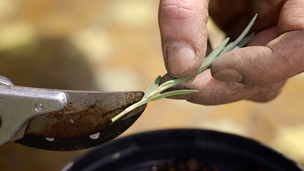 Imagem ampliada de uma estaca verde a ser aparada com uma tesoura de poda, num jardim no verāo
