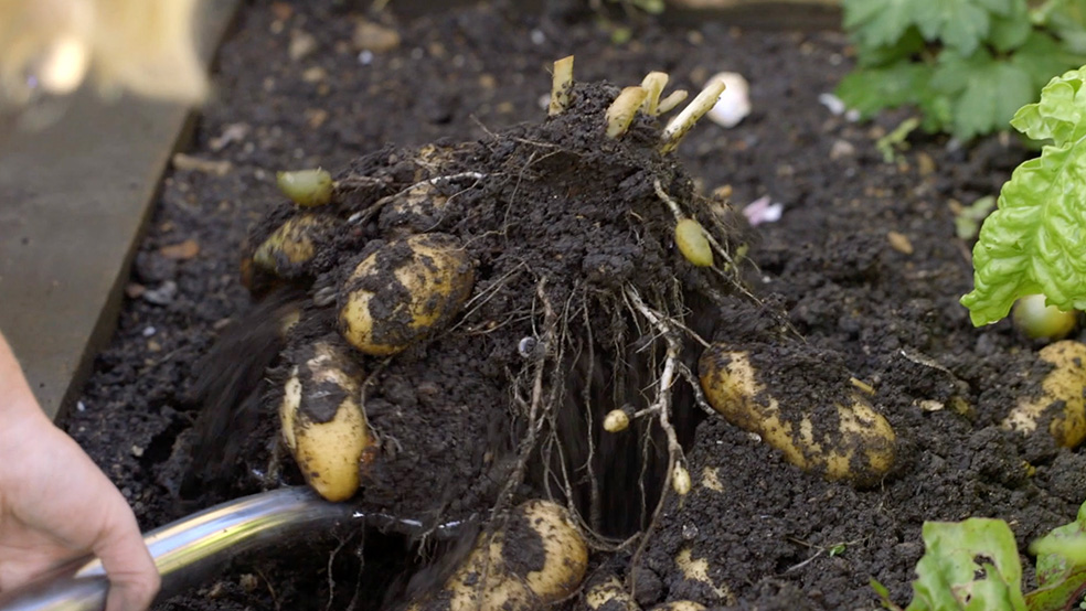 Batatas a serem retiradas da terra com uma pá de plantio, num jardim no verāo