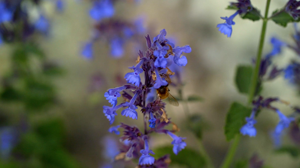 Imagem ampliada de uma abelha numa flor de ajuga roxa, num jardim no verāo
