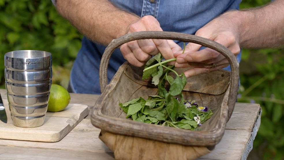 Imagem ampliada de ervas aromáticas colhidas num cesto enquanto alguém apanha as folhas dos caules, num jardim no verāo