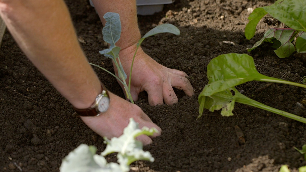 Imagem ampliada de uma plântula a ser plantada na terra, num jardim no verāo