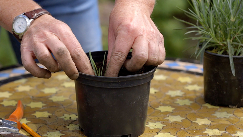 Imagem ampliada de estacas a serem plantadas num vaso, num jardim no verāo