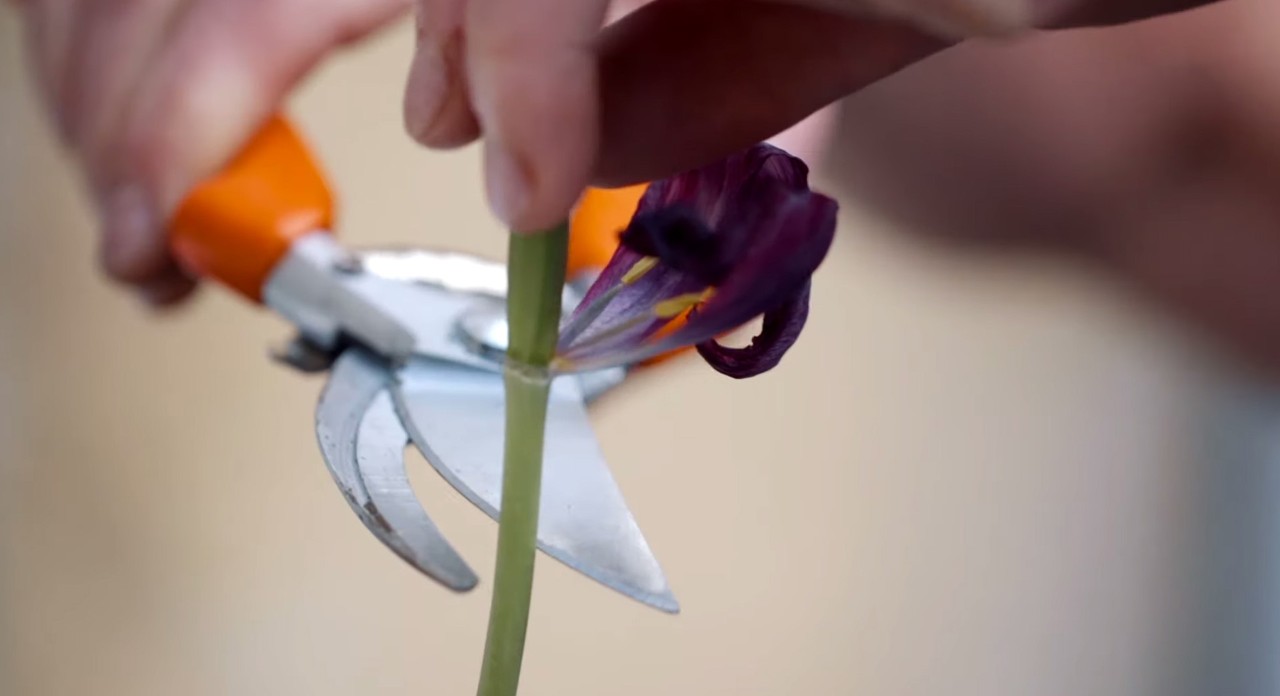 Bom exemplo de jardinagem de primavera de um caule de flor a ser cortado com uma tesoura de poda