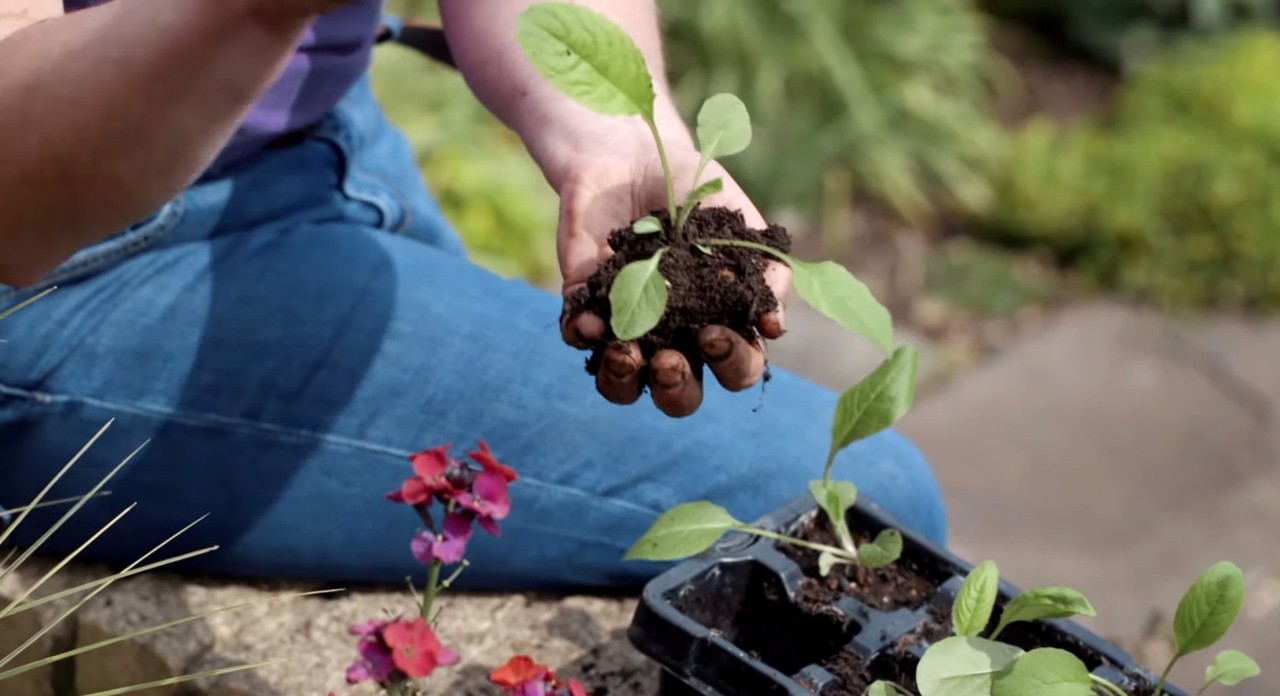 Jardinagem de primavera: uma plântula com torrão a ser segurada numa mão, pronta a plantar