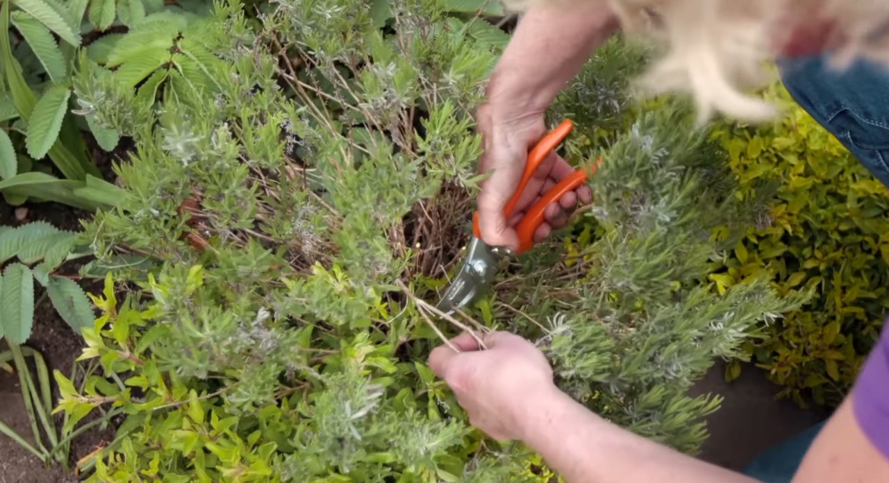 Um arbusto de espaço verde a ser aparado com uma tesoura de poda, uma das tarefas de jardinagem de primavera