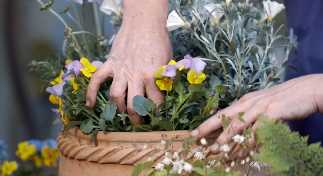 Amores-perfeitos amarelos e roxos a serem plantados numa floreira de argila