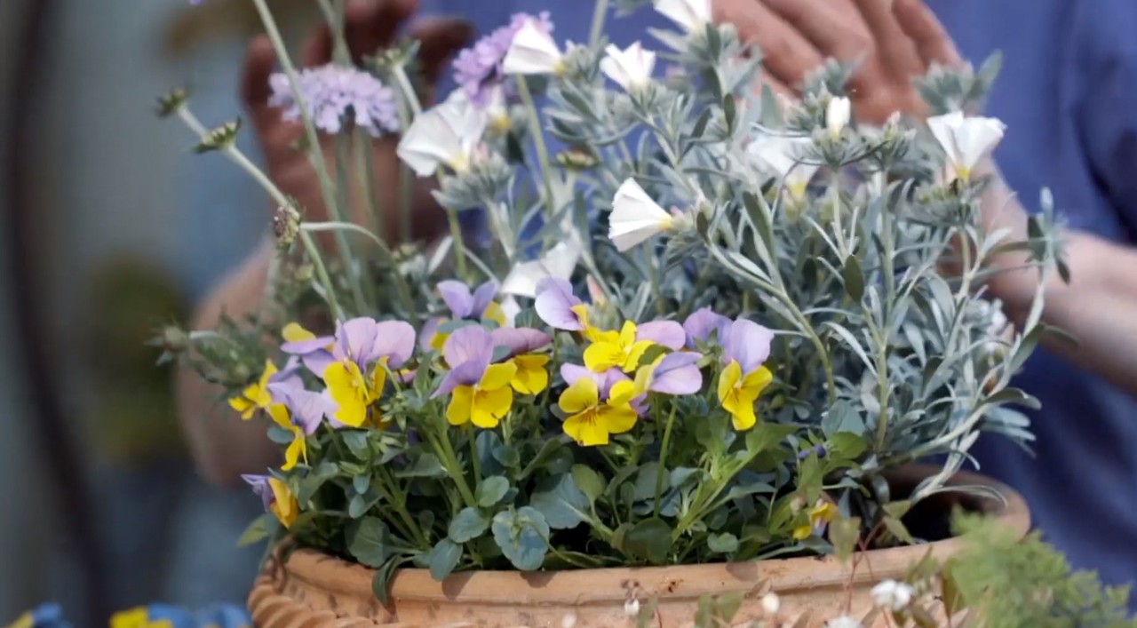 Amores-perfeitos amarelos e roxos com outras flores num vaso de barro