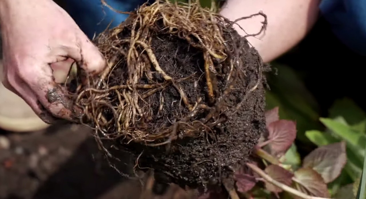 Jardinagem de primavera: vista de um torrão de uma planta de vaso com raízes densas