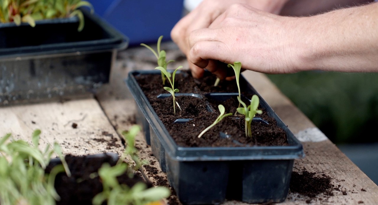 Imagem ampliada de plântulas a serem cultivadas em tabuleiros de germinação pequenos - plantas de jardim de inverno