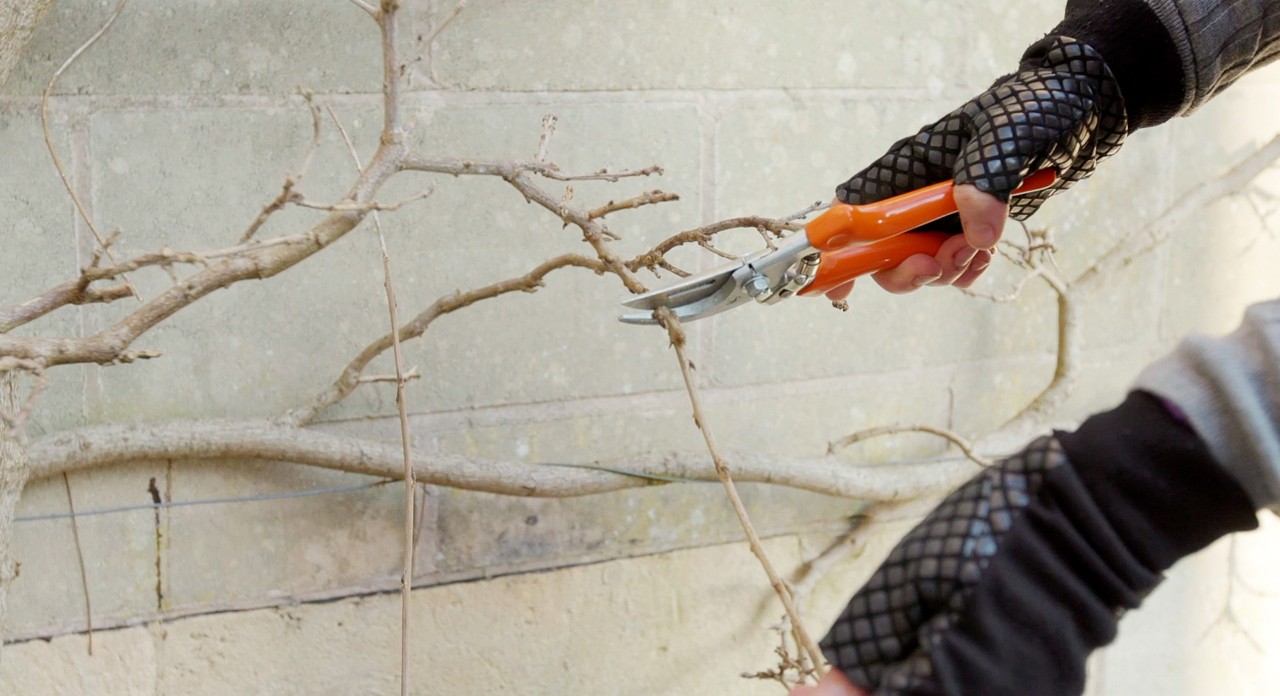 Ramos de madeira a serem cortados com a tesoura de poda universal STIHL PG 20 - cuidar do jardim no inverno